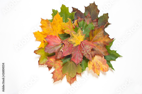 Composition made of dried, colorful autumn leaves