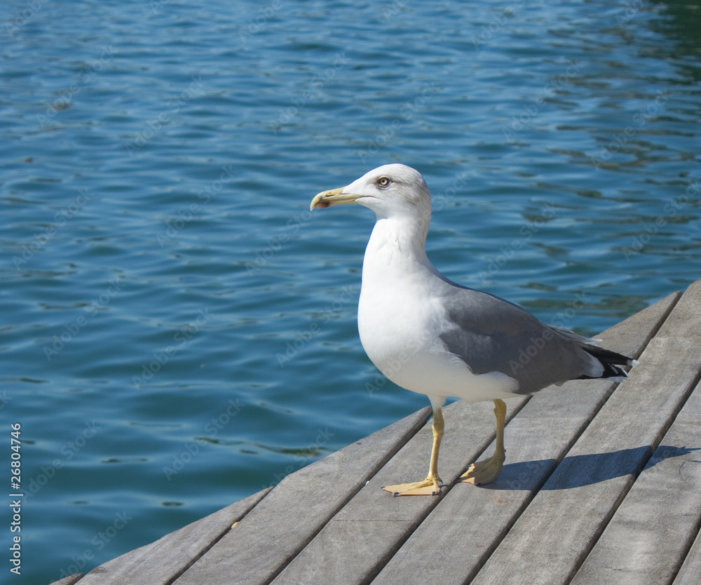 Gaviota Gaviota
