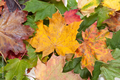 Bunch of dried colorful autumn leaves