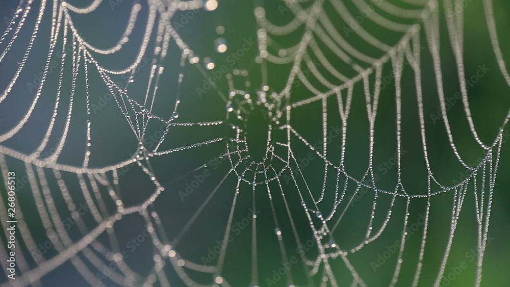 Web. Dew. A close up Web. Dew. A close up