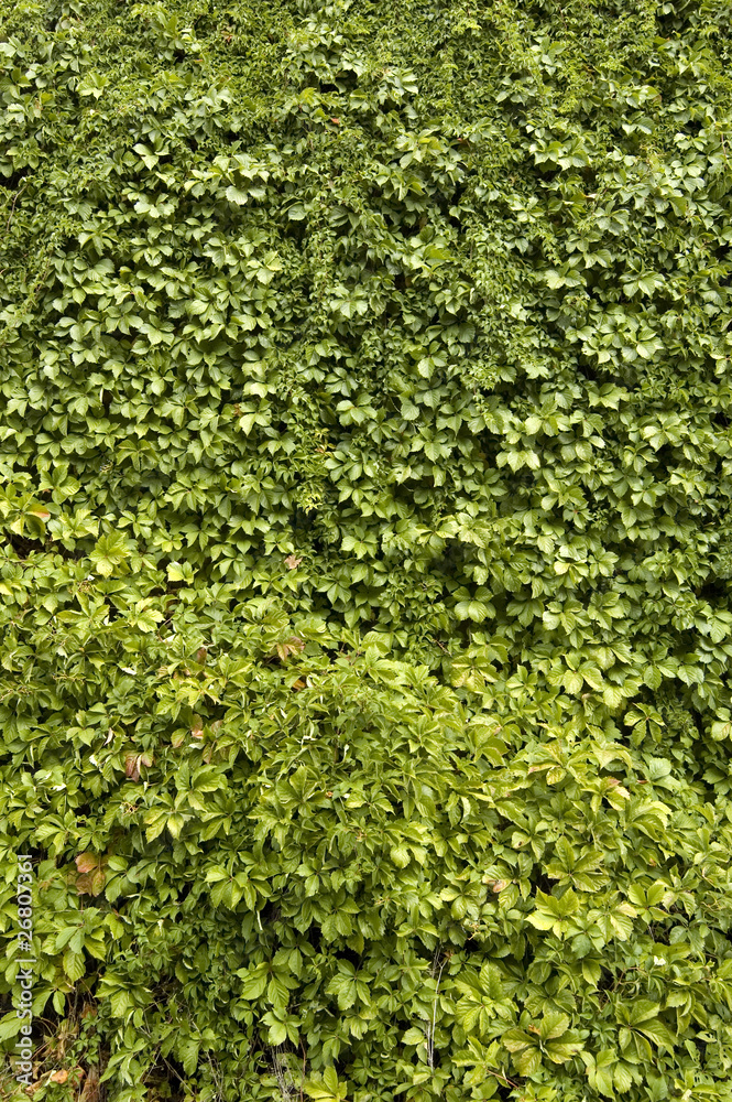 Fototapeta premium green leaves background