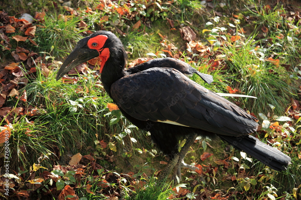 Naklejka premium calao