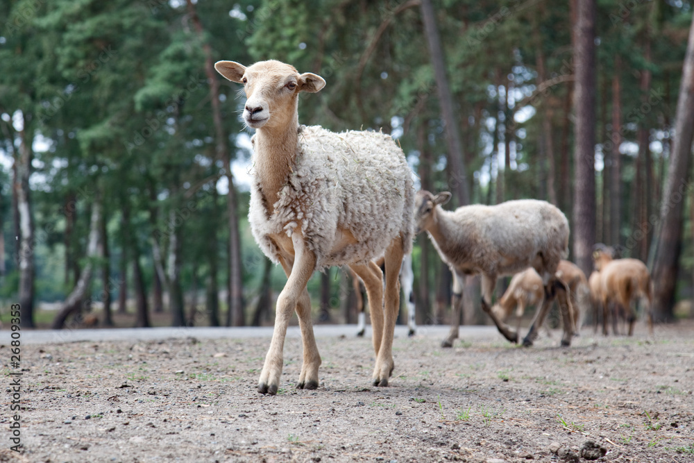 Obraz premium Flock of sheep standing on a road
