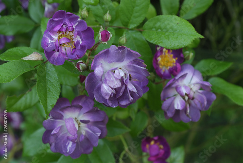 Rosa x / Rose 'Veilchenblau'