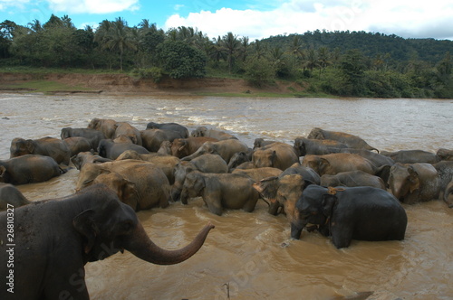 orfanotrofio di elefanti di Pinnewala photo