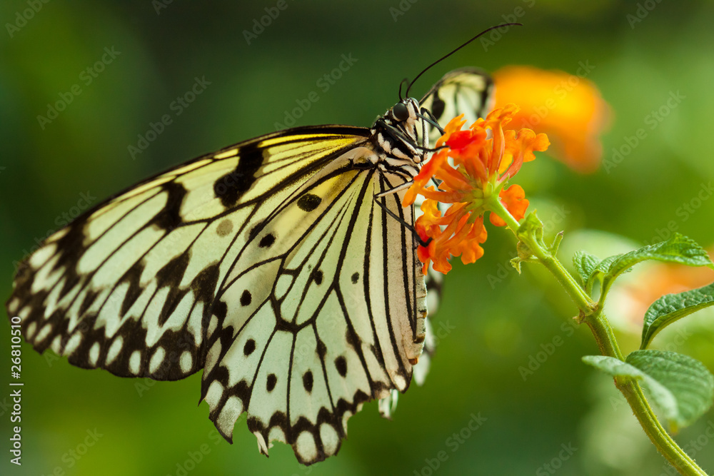 Obraz premium Idea Leuconoe butterfly