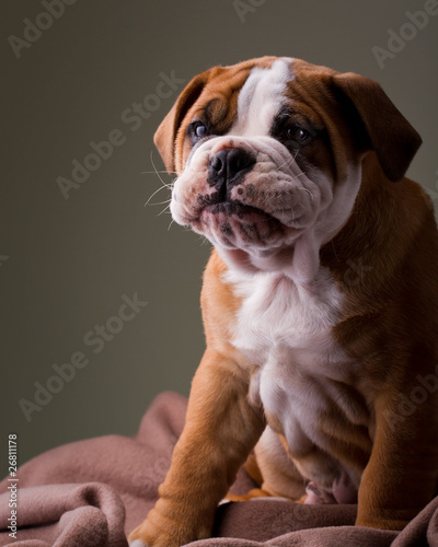 Australian bulldog puppy © eman333