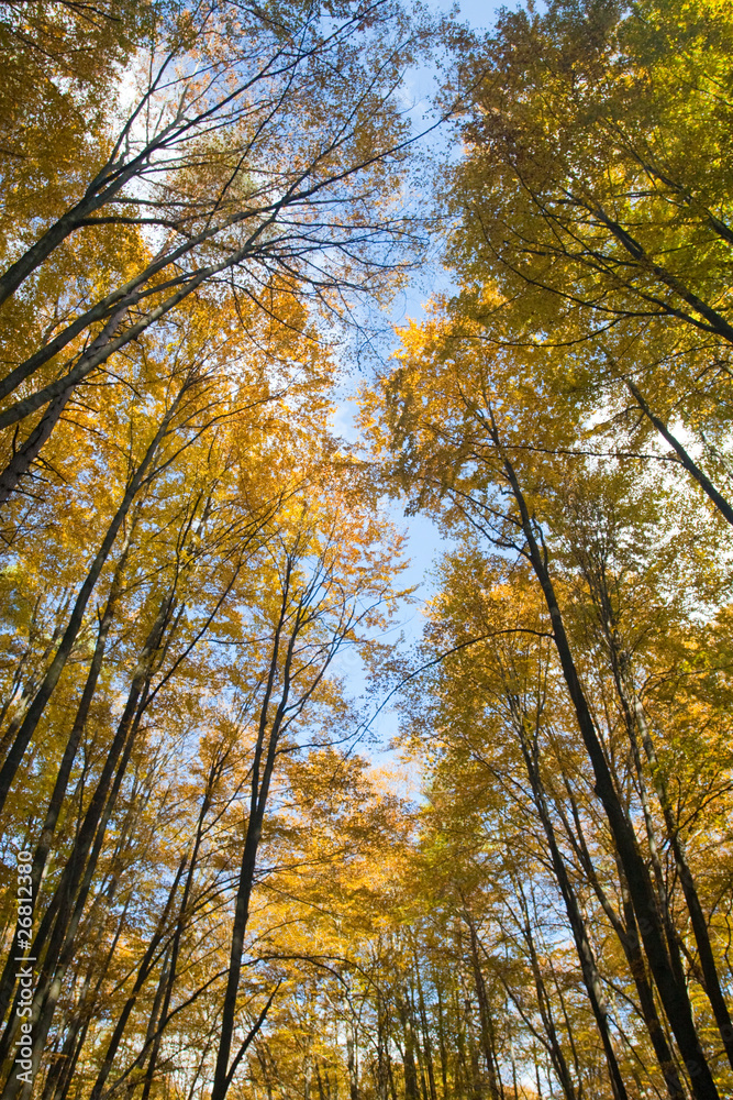 Beautiful autumnal forest in a warm day Beautiful autumnal forest in a warm day