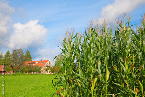 Cornfield