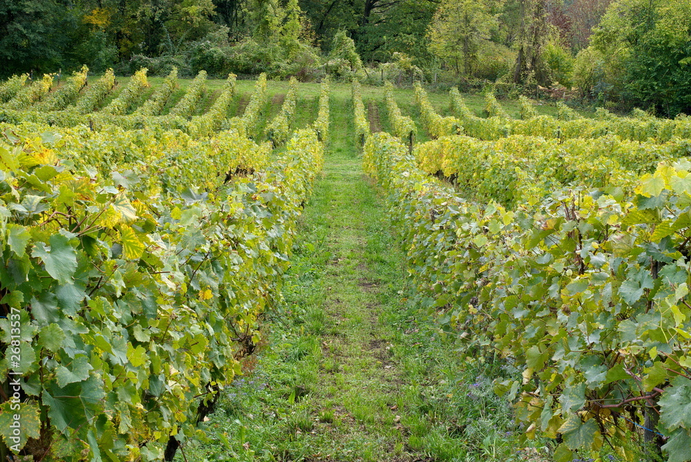 Rangées de vigne en automne dans le vignoble de Savoie
