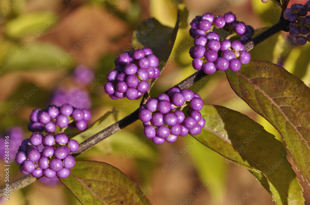 Callicarpa japonica Callicarpa japonica