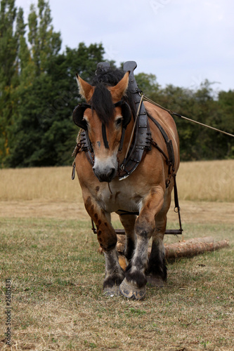 Ardenner Pferd beim Holzrücken © Martina Berg