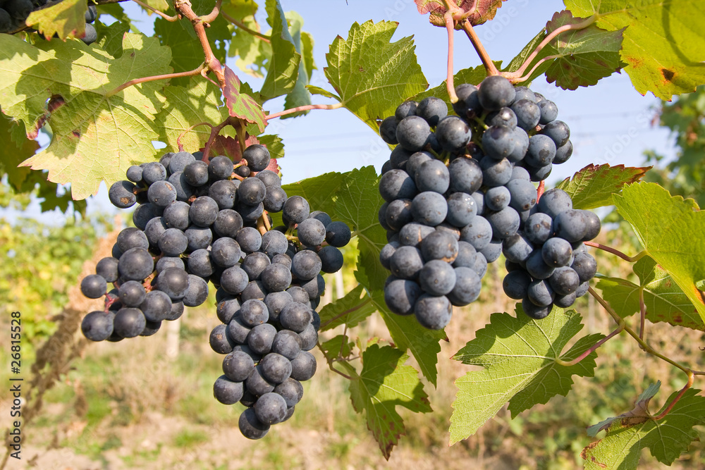 bunch of ripe grapes on grapevine right before harvest