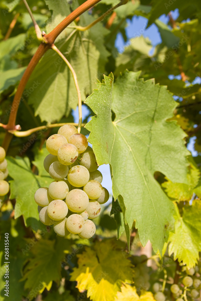 bunch of ripe grapes on grapevine right before harvest