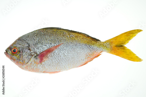 Fototapeta Naklejka Na Ścianę i Meble -  Yellow Tail Fish Ready For cooking
