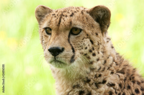 Portrait of a young cheetah