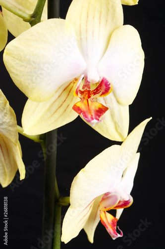 yellow orchid