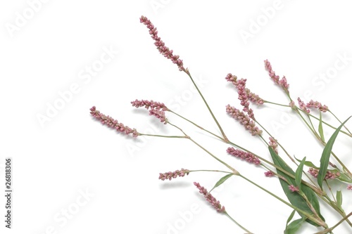 Persicaria maculata photo