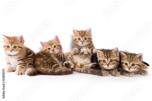Fototapeta Naklejka Na Ścianę i Meble -  British kittens on white backgrounds