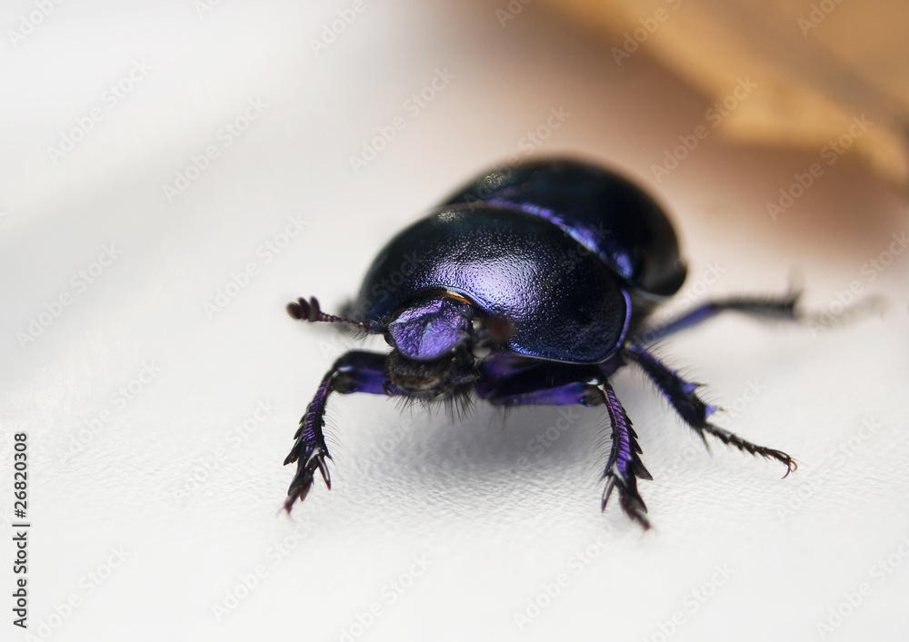 Żuk gnojowy, gnojarz leśny, gnojak, Geotrupes, stercorarius Żuk gnojowy, gnojarz leśny, gnojak, Geotrupes, stercorarius