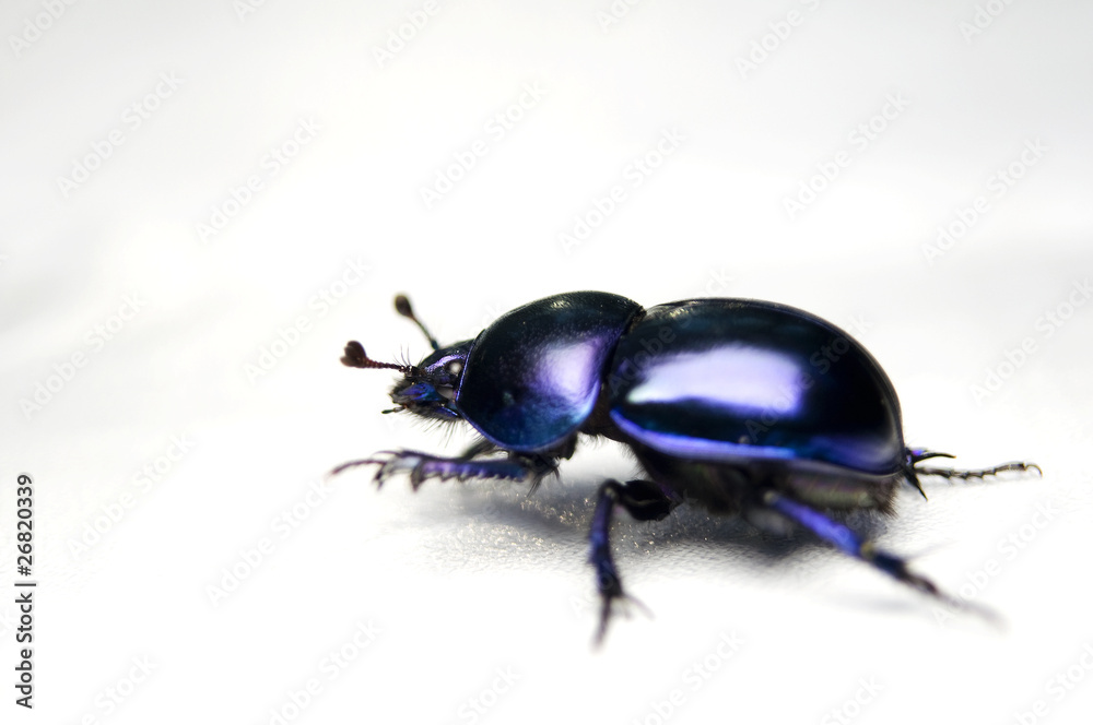 Żuk gnojowy, gnojarz leśny, gnojak, Geotrupes, stercorarius