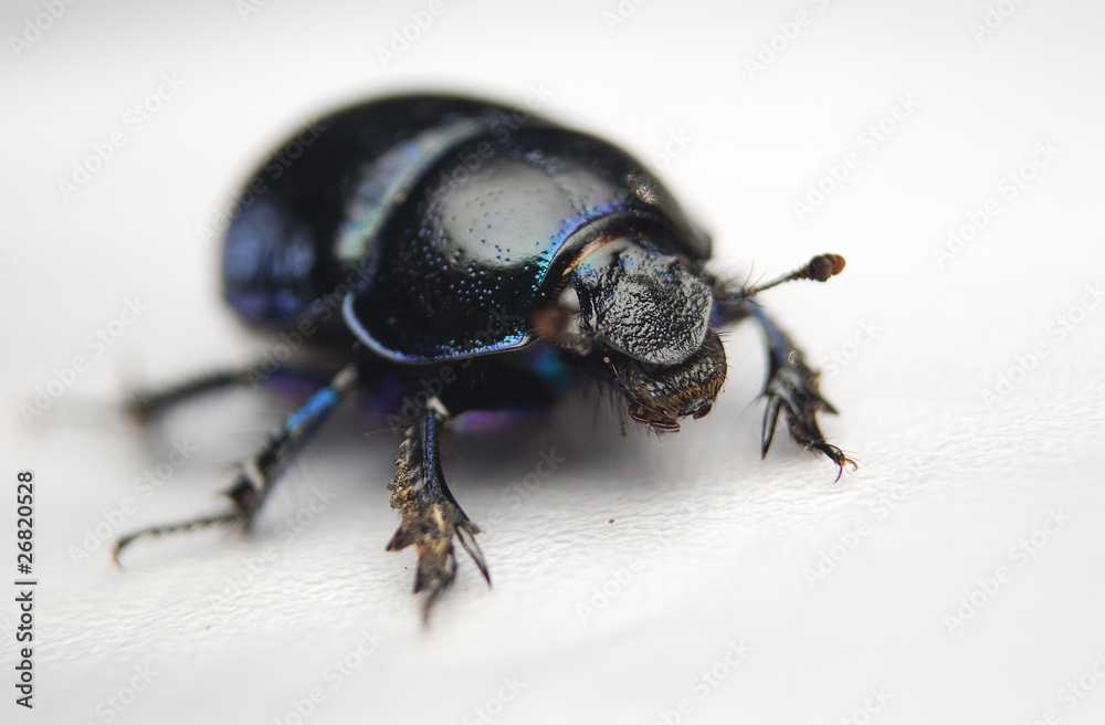 Żuk gnojowy, gnojarz leśny, gnojak, Geotrupes, stercorarius