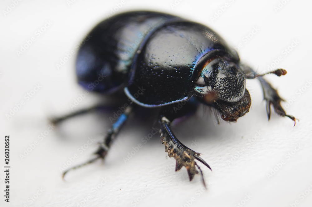 Żuk gnojowy, gnojarz leśny, gnojak, Geotrupes, stercorarius