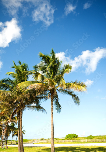 Fototapeta Naklejka Na Ścianę i Meble -  Palms trees on the beach during bright day