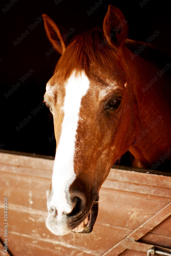 Obraz premium horse 1