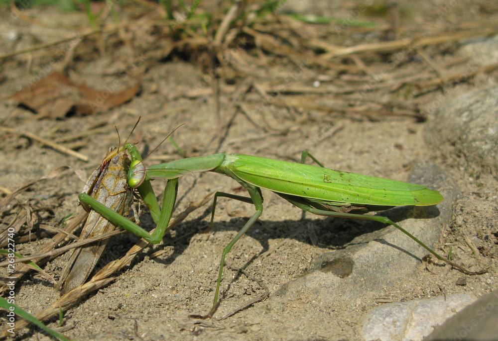 Praying mantis Praying mantis