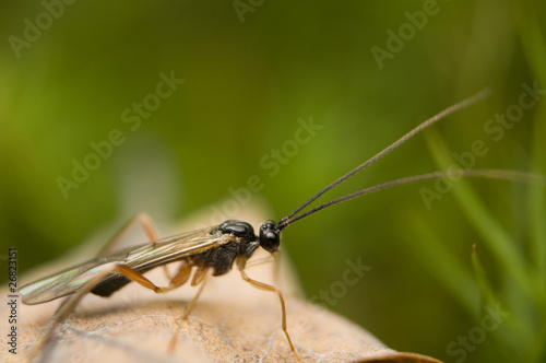 Błonkoskrzydłe, błonkówka Hymenoptera © Gucio_55