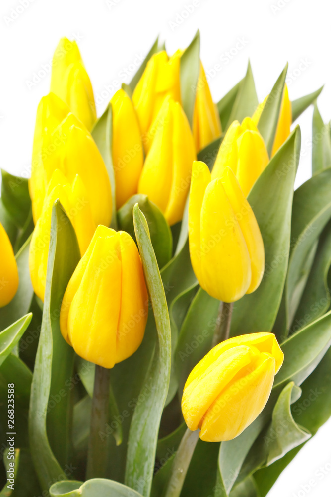 Naklejka premium beautiful yellow tulips