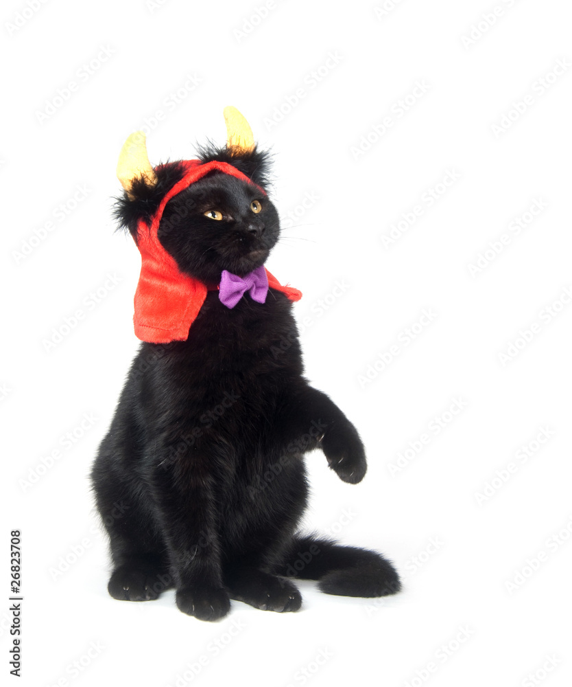 Obraz premium Black cat with devil horns