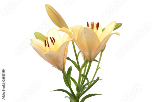 Yellow lilies