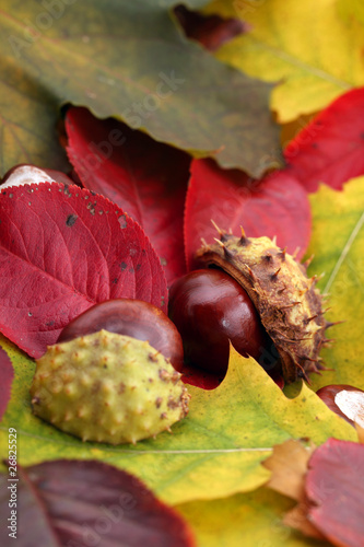 Autumn Leaves