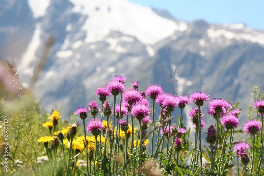 Obraz premium Blumenwiese 2