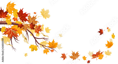 Canvas-taulu Maple leaves