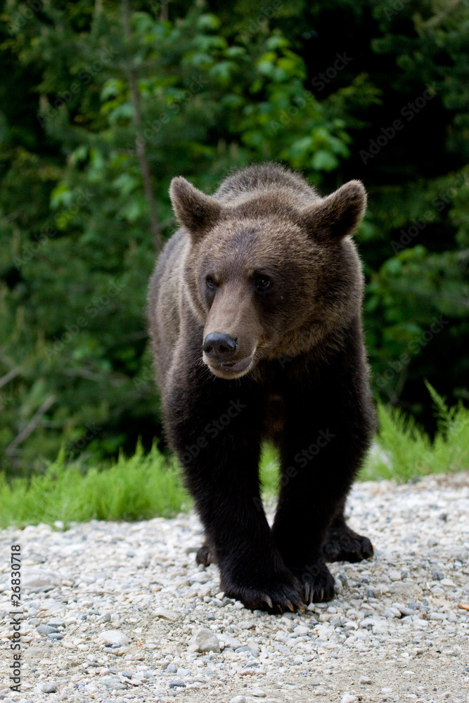 Wild Bear In The Forest