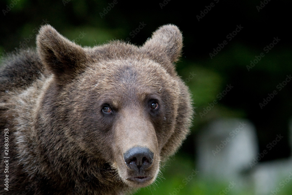 Obraz premium Wild Bear In The Forest