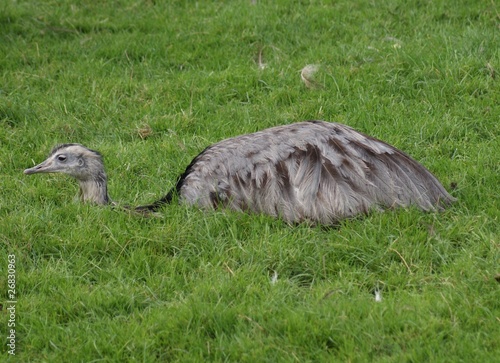 Common Rhea - Rhea Americana photo