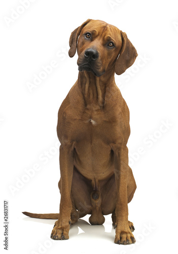 ridgeback