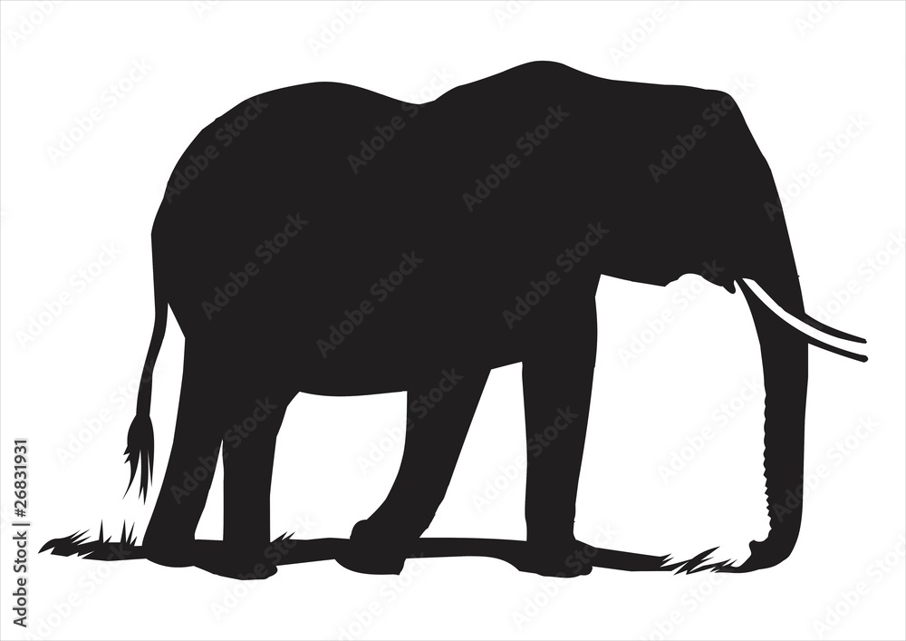 Fototapeta premium elephant silhouette