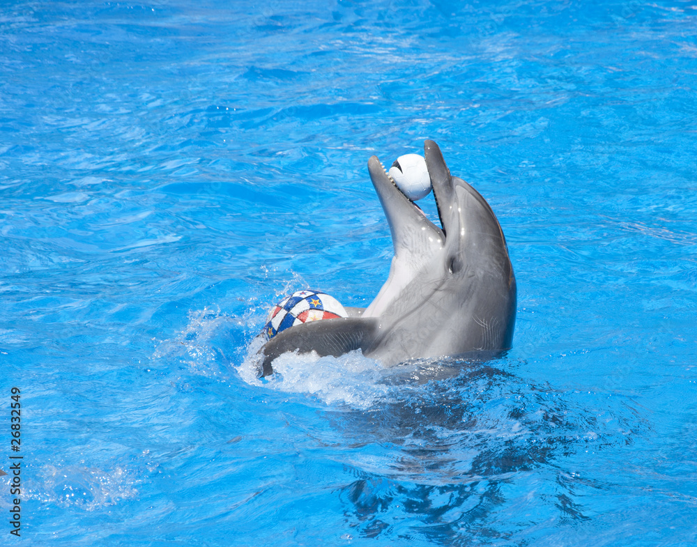Naklejka premium Dancing dolphin