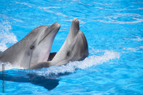 Photography Two dancing dolphins