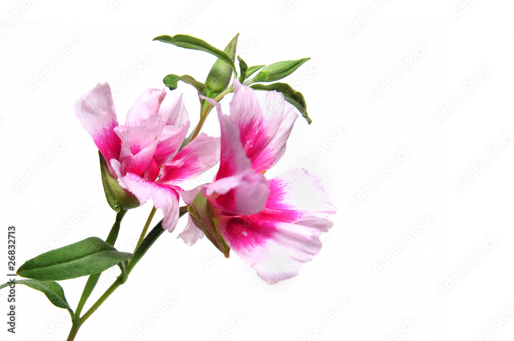 Lila Orchidee Lila Orchidee