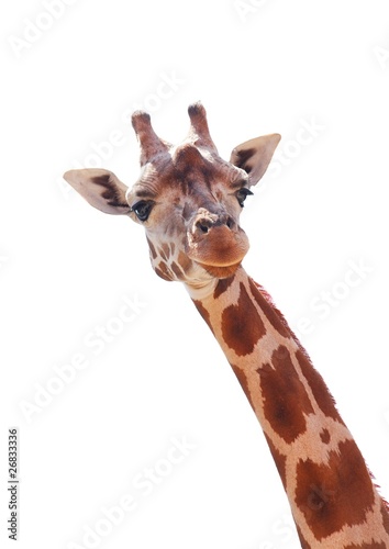 Canvas Print Giraffe
