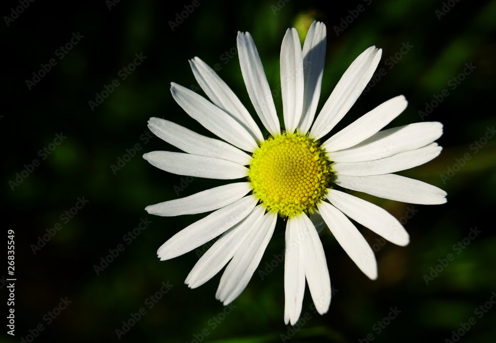 Fototapeta premium aster gawędka 6