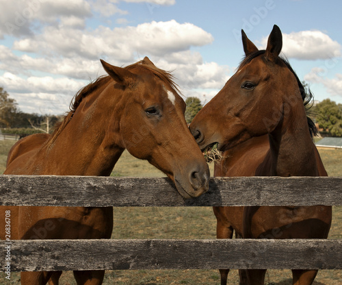 Two horses on a farm behind a fence.