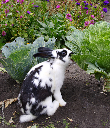 rabbit eats cabbage