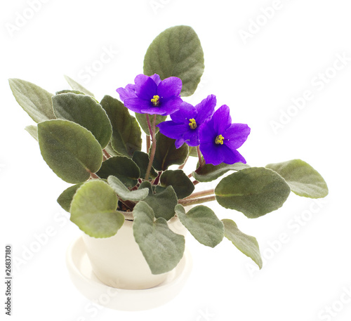 blooming violet photo